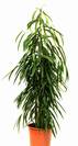 פיקוס תאילנדי צר,Alii Ficus