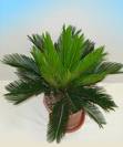 ציקס,Cycas revoluta