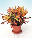 קרוטון מסולסל,Codiaeum variegatum