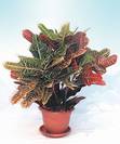קרוטון אקסלנט,Codiaeum variegatum