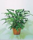 פילדנדרום קסנדו,Philodendron xanadu
