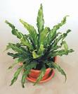 קן לציפור מסולסל(שרך),Asplenium Nidus Ferns