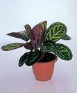 קלתאה רוזה פיקטה,CALATHEA ROSEA PICTA