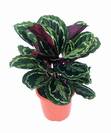 קלתאה מדליון,calathea medaillon