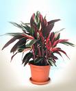 קלתאה טריוסטאר,Calathea triostar