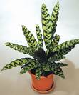 קלתאה אינסיגניס,Calathea insignis
