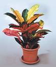 קרוטון אייסטון,Codiaeum variegatum
