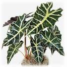 אלוקסיה פולי,Polly Alocasia