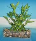לאקי במבוק פרמידה,Lucky Bamboo