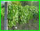 גפן היין - Vitis vinifera	