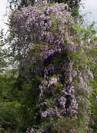 הרדנברגיה תלתנית - HARDENBERGIA COMPTONIANA