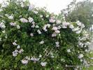 פנדוריאה יסמינית – pandorea jasminoides