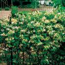 יערה יפנית,Lonicera japonica