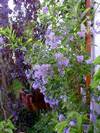תונברגיה גדולת פרחים,thunbergia grandiflora