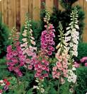 אצבעונית ארגמנית,Digitalis purpurea