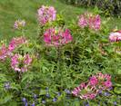 באשן קוצני,Cleome hasslerana