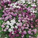 דו-כנף סוככני ,איבריס ,Iberis umbellata