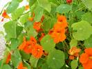 כובע נזיר גדול,Tropaeolum majus