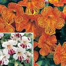 מימולא מכלוא,Mimulus hybridus