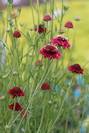 תגית כהה,Scabiosa atropurpurea