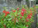 בשמת הגינה בלזמינה,Impatiens balsamina