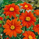 טיתוניה עגולת-עלים,Tithonia rotundifolia