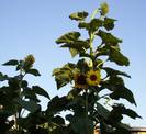 חמנית מצויה,Helianthus annuus L.