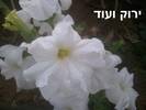 פטוניה,Petunia.