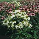 קיפודנית ארגמנית,Echinacea purpurea