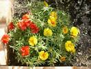 רגלה גדולת-פרחים פורטולקה עונתית,Portulaca grandiflora