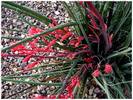 בן-אלווי קטן-פרחים ,Hesperaloe parviflora