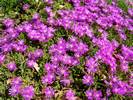 דרוזנטמום , טלמון זיפני,DROSANTHEMUM HISPIDUM