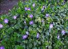 וינקה גדולה,VINCA MAJOR