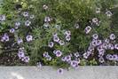 ורבנה לילכית,Verbena lilacina