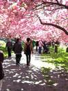 עץ דובדבן, Cherry Blossom