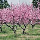 עץ אפרסק ,Prunus persica