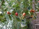 עץ אפרסמון,Diospyros
