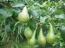 עץ אגס , Pyrus communis