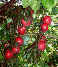 עץ שזיף,Plum