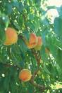 עץ נקטרינה,Prunus persica nectarina