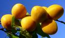 עץ משמש,Prunus armeniceae