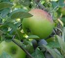 עץ תפוח, Malus sylvestris Mill