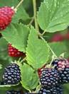 עץ תות,Mulberry