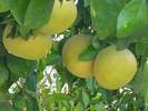 עץ אשכולית, Citrus paradisi