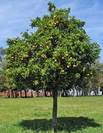 עץ לימון,lemon tree