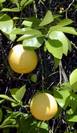 עץ פומלה,Citrus grandis