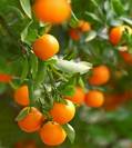 קלמנטינה,Citrus reticulate