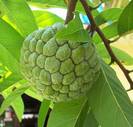 אנונה,Annona