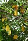 עץ קרמבולה,Averrhoa carambola