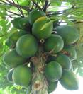 פאפיה,Papaya